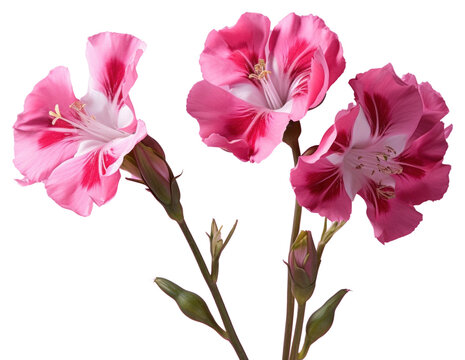 PNG Gladiolus blossom flower petal.