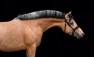 Golden Horse III