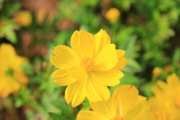 Colorful flowers in the garden beautiful and natural.