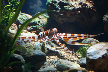 A Striped Octopus Resting on Rocks in an Aquarium