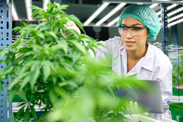 female scientist looking and checking hemp or cannabis plants in the greenhouse