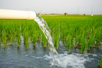 Irrigation of rice fields using pump wells with the technique of pumping water from the ground to...