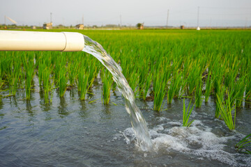 Irrigation of rice fields using pump wells with the technique of pumping water from the ground to...