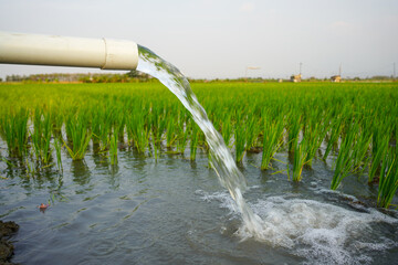 Irrigation of rice fields using pump wells with the technique of pumping water from the ground to flow into the rice fields. The pumping station where water is pumped from a irrigation canal system.