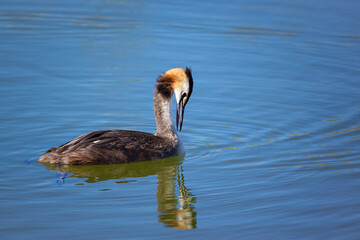 red-brown great crested grebe plumage with open beak swims in turquoise royal blue water reflection in the water during the day in sunshine, intense colors without people