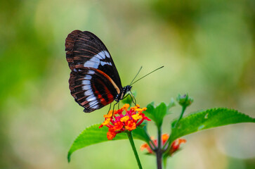 Mariposa