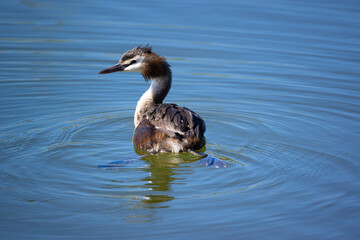 red-brown great crested grebe with plumage, fins swimming in turquoise royal blue water reflection and slight waves in the water during the day in sunshine, intense colors without people