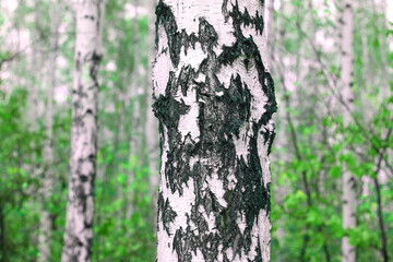 Beautiful birch trees with white birch bark