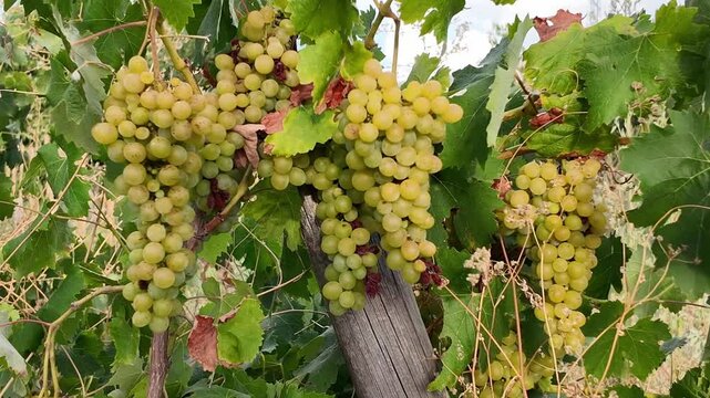 Plano cerrado sobre unos racimos de uvas verdes colgando y movi&eacute;ndose en una parra verde