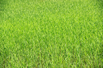 The rice seedlings are beautiful and natural green.