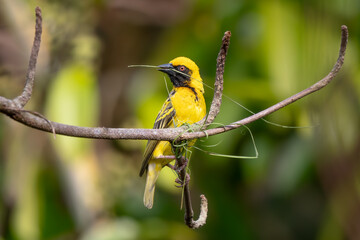 Fototapeta premium Village Weaver - Ploceus cucullatus, beautiful yellow and black perching bird from African woodlands and gardens, Mauritius island.