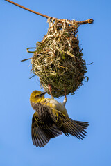 Village Weaver - Ploceus cucullatus, beautiful yellow and black perching bird from African woodlands and gardens, Mauritius island.
