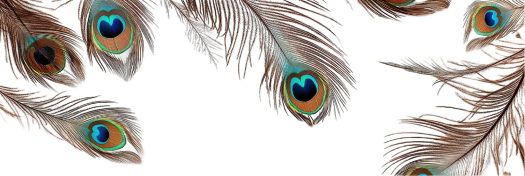 A close up of a bunch of peacock feathers with a transparent background