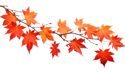 Vibrant autumn maple leaves branch