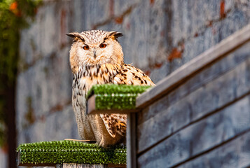 Bubo bubo, eagle-owl, standing on a base on a sunny day in summer
