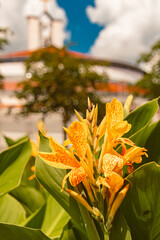 Canna x generalis, cannova yellow, on a sunny day in summer at Therme Bad Griesbach, Bavaria,...