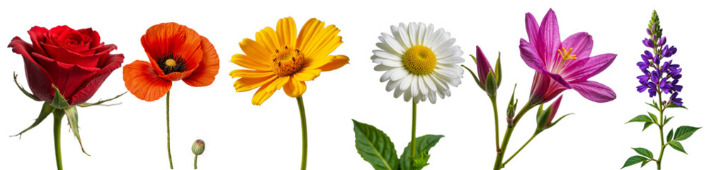 Obraz premium Rainbow of Blooms: A vibrant collection of six distinct flowers, each showcasing its unique beauty and color, against a clean white background. Capture the essence of nature's artistry and diversity.
