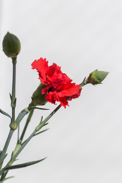 clavel