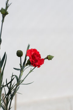 clavel