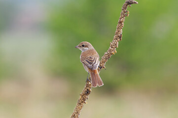  Red-backed Shrike. Standing on a branch of dried grass