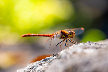 The vagrant darter (Sympetrum vulgatum) is a European dragonfly. Portrait of colorful red insect with large compound eyes and transparent wings sitting on a rock near a garden pond looking for prey.