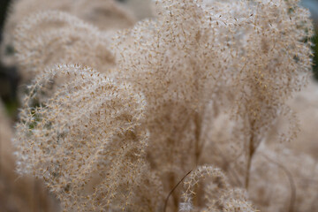 Abstract natural background of soft plants Cortaderia selloana. Pampas grass on a blurry bokeh,