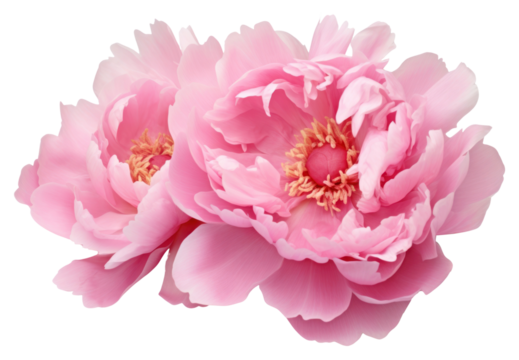 PNG Peony blossom flower plant.