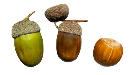 Autumn fall elements, two acorns and one hazelnut, isolated image on transparent background © JaRu Creative Studio