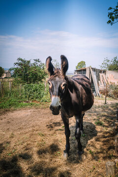 Portrait of a donkey in the countryside