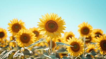 Obraz premium Tranquil Sunflower Field in Soft Pastel Tones: A Captivating Summer Landscape Under Blue Skies