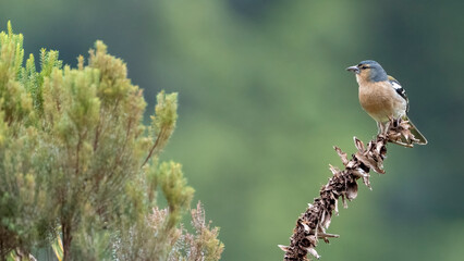 Azores Chaffinch is an endemic bird species living only in the Azores islands