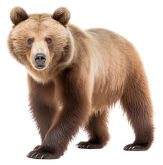 Fototapeta premium PNG Bear wildlife mammal animal.