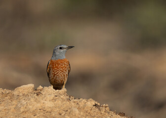 Portrait of Rufous-tailed rock thrush peched on mound, Bahrain