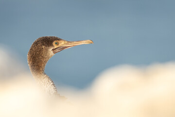Socotra cormorant and bokeh of limestone rock at forground at Busaiteen coast, Bahrain
