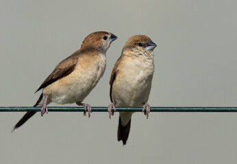 A pair of Indian Silverbill at Buri farm, bahrain