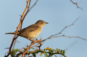 Garden warbler perched on acacia tree at Jasra, Bahrain