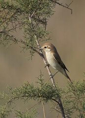 Isaballine shrike perched on a tree, Bahrain