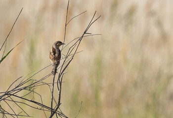 Eurasian Wryneck perched on twig, Bahrain