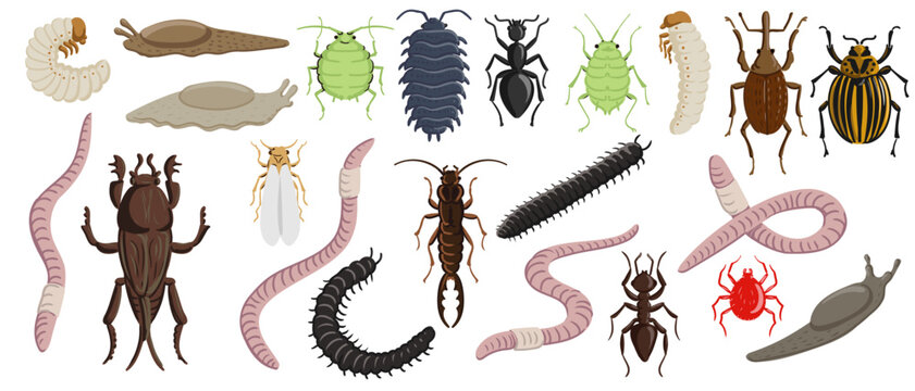 vector drawing set of garden pests, beetles, bugs, insects nd wirms isolated at white background, hand drawn illustration
