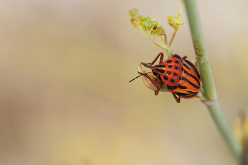 Chinche rayada Graphosoma lineatum con espacio negativo en planta de hinojo, Lorcha, España