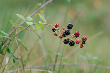 Zarzamora con las bayas maduras y listas para comer, Lorcha, España