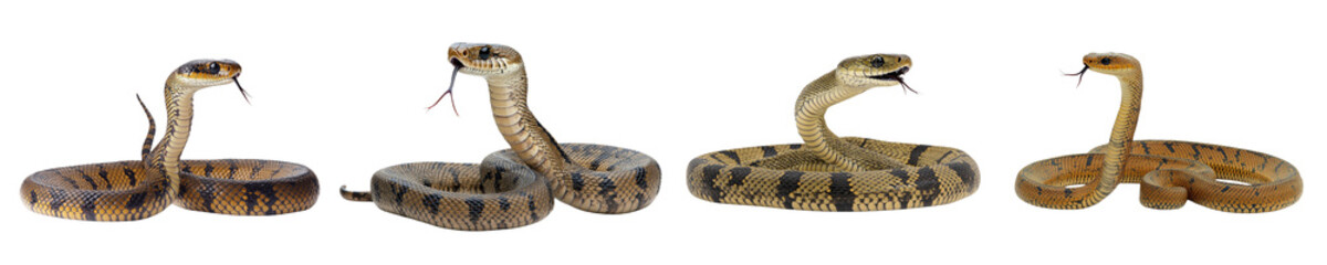 Obraz premium King cobra snake with open mouth coiled in an attack position on a white background danger concept