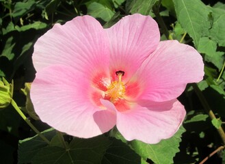 pink hibiscus in bloom