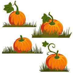 vector drawing vegetables, set of orange pumpkins at green grass, thanksgiving day elements isolated at white background, hand drawn illustration