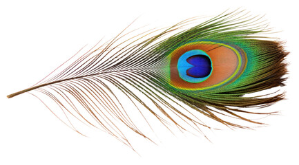 Obraz premium PNG Feather peacock animal bird.