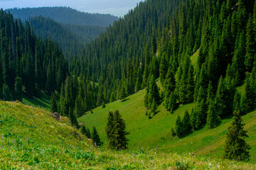 Karajun Grassland, an attractive tourist attraction integrating grasslands, forests, canyons, snow-capped peaks, and lakes, Tekes County, Ili Kazakh Autonomous Prefecture, Xinjiang, China