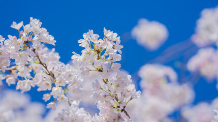The cherry blossom tree background. White spring flowers the blossom fruit tree. Bunches of white cherry blossoms on blue sky. Spring day. Spring nature.