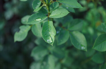 a green leaf with a drop of water on a blurred background