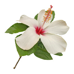 White Hibiscus Flowers Stock Photo © ziaurrahman2701