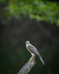 Shikra or Accipiter badius or little banded goshawk bird portrait perched on branch in winter season natural green background in outdoor wildlife safari at jhalana forest leopard reserve jaipur india
